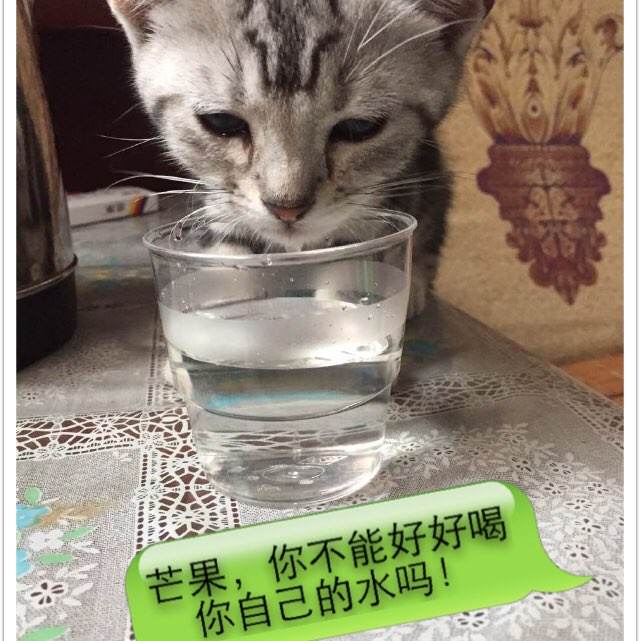 办理昆尼皮亚克大学成绩单
